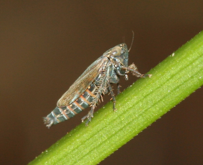 Cicadellidae: forse Deltocephalus o Doratura